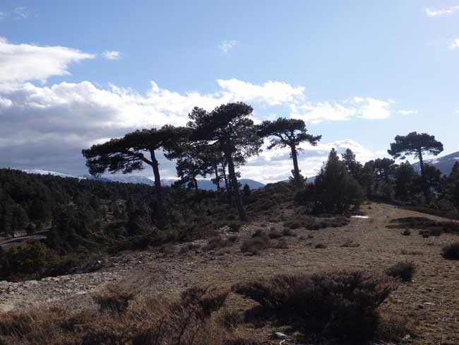 Trincheras - Camarena de la Sierra